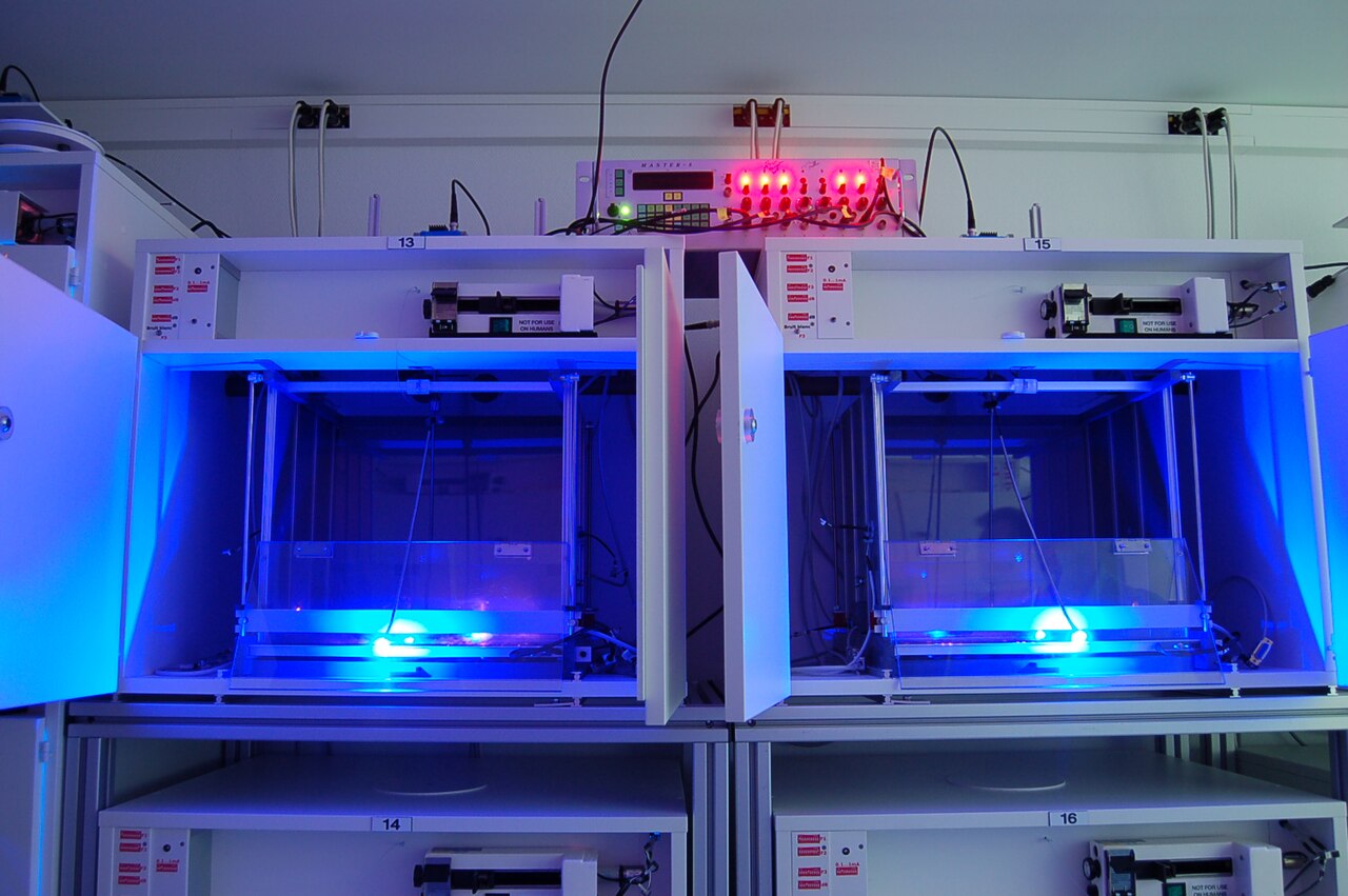 Archivfoto: Cages for rat equiped of optogenetics leds commutators which permit in vivo to study animal behavior during optogenetics' stimulations.